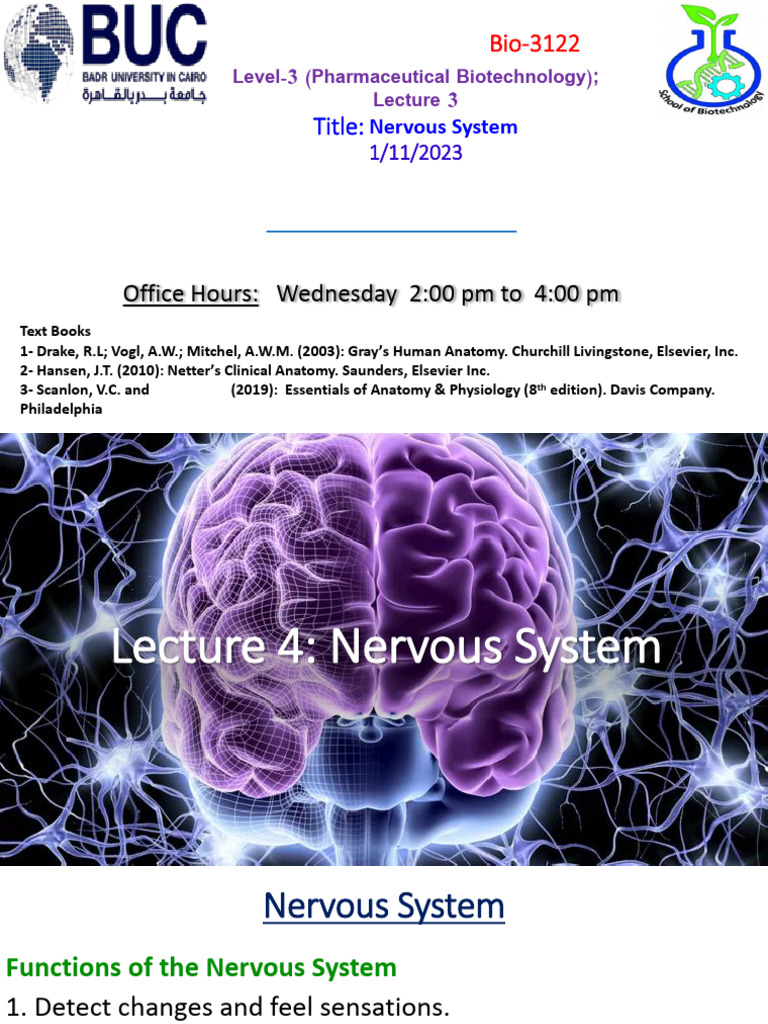 Lect 5 Nervous System | PDF | Spinal Cord | Myelin