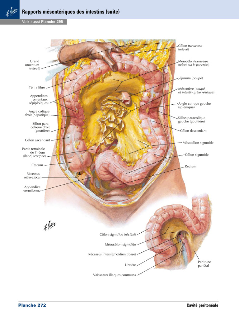 Anatomie des angles coliques et mésocolons | PDF
