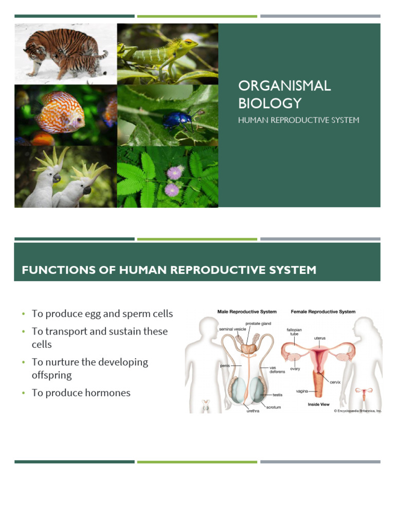 Human Reproductive Biology | PDF | Menstrual Cycle | Luteinizing Hormone