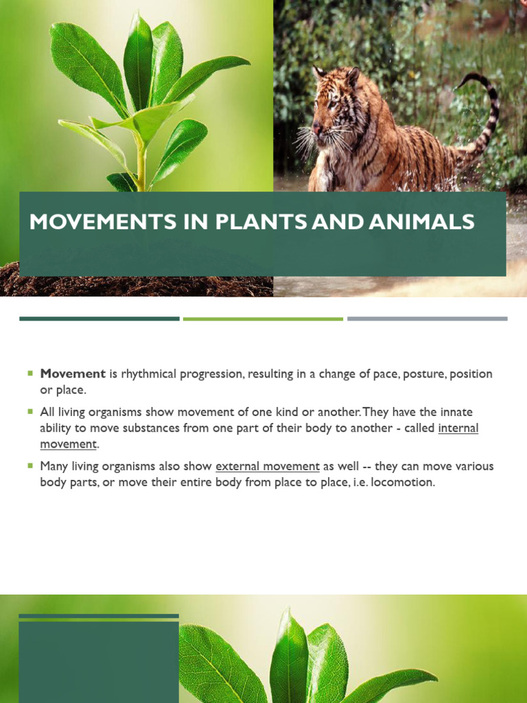 Plant And Animal Movement Explained Pdf Vertebral Column Vertebra