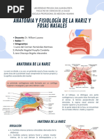 Anatomía Nariz. | PDF | Nariz humana | Cabeza y cuello humanos