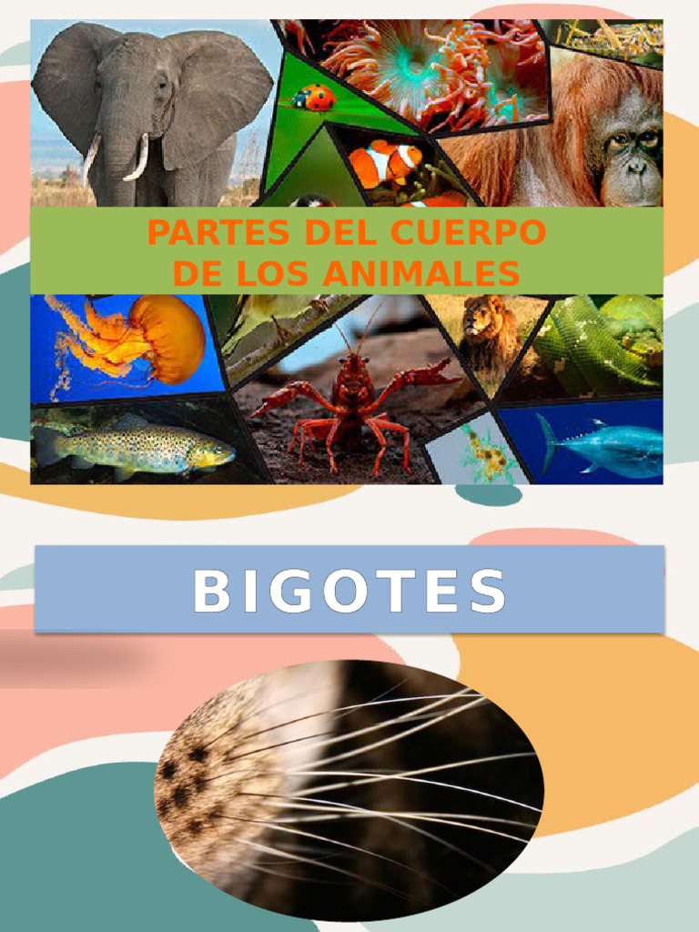 Partes del Cuerpo de los Animales | PDF | Artes del Lenguaje y ...