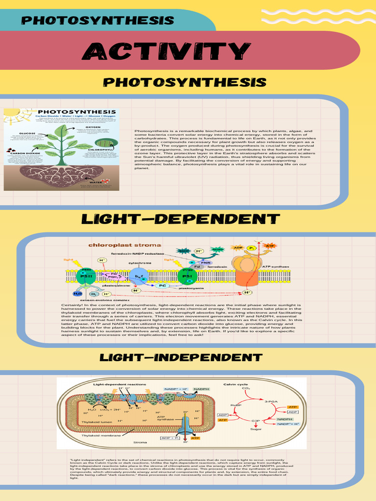 Understanding Photosynthesis Process | PDF | Photosynthesis | Chloroplast