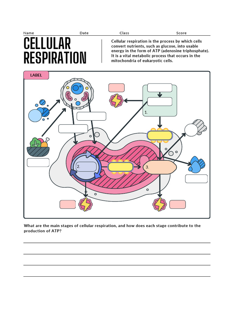 Colorful Illustrative Biology Cellular Respiration Worksheet PDF