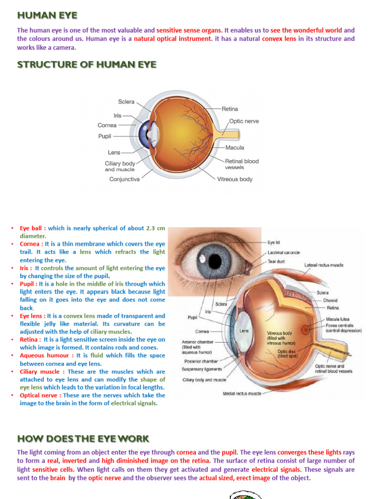 Human Eye and The Colourful World | PDF | Eye | Rainbow