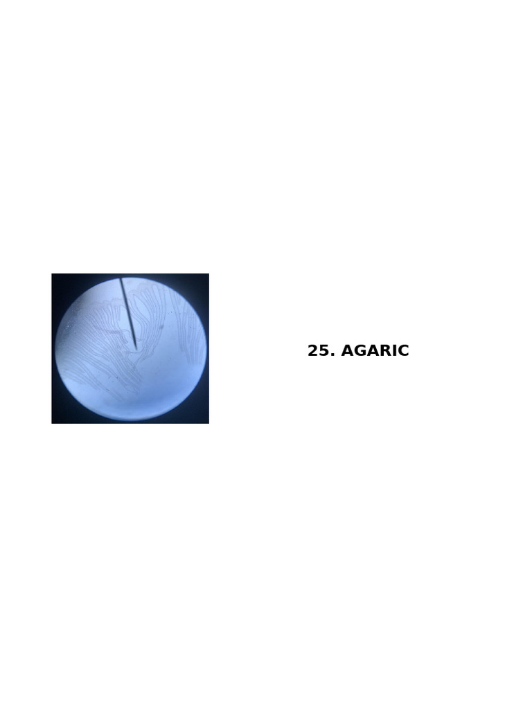 Microscopic Specimens List | PDF