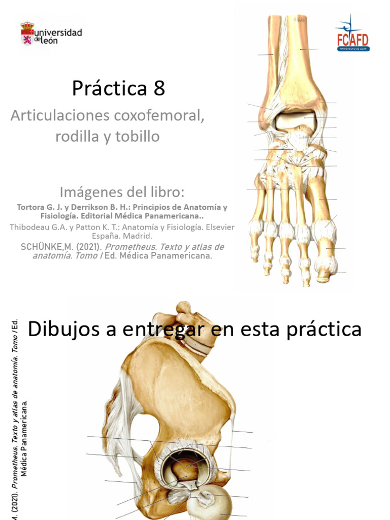 CINE-P8 - Articulaciones EEII Cadera Rodilla y Tobillo | PDF | Sistema ...