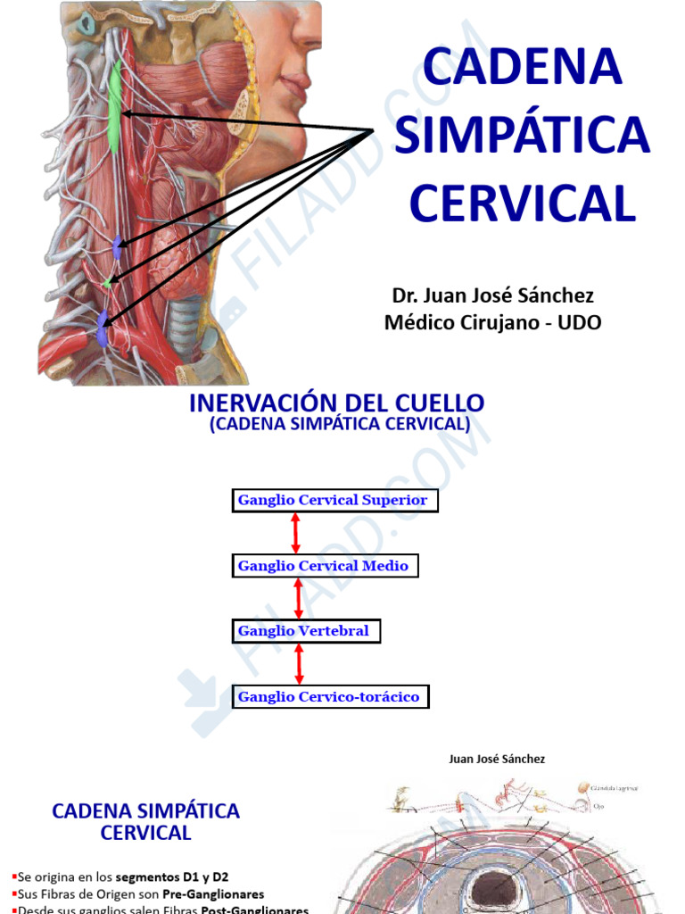 14canal - Cuello 9-Nervios 3 Cadena Simpatica | PDF | Sistema nervioso ...