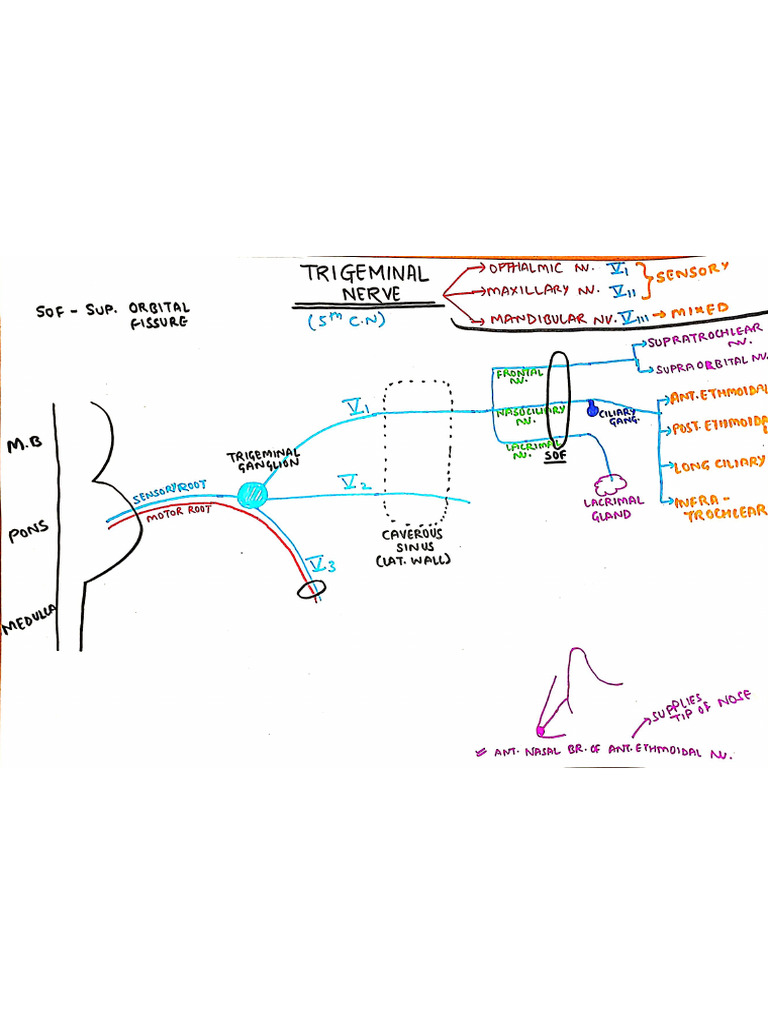 Trigeminal Nerve | PDF