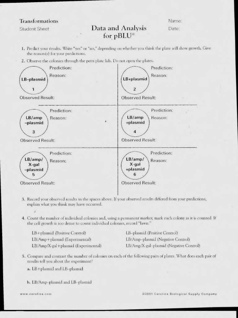 Data and Analysis For pBLU | PDF | Transformation (Genetics) | Biochemistry
