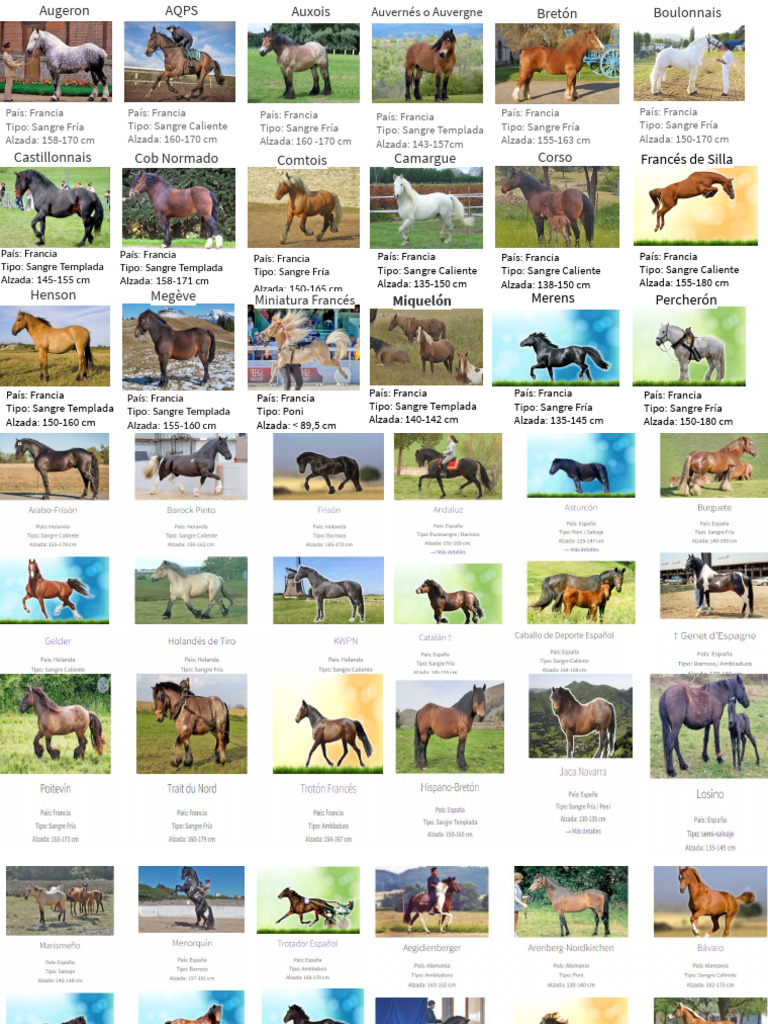 200 Raza de Caballos | PDF