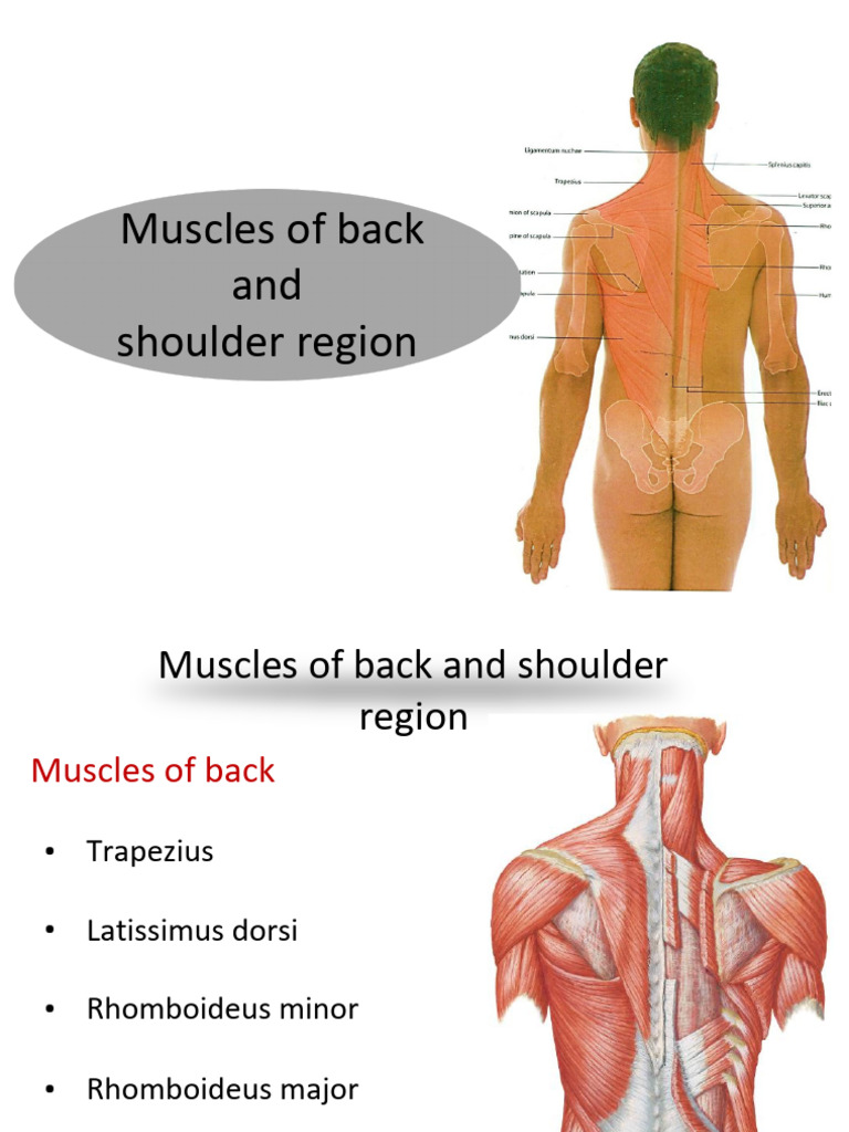 Anatomy of Back and Shoulder Muscles | PDF | Shoulder | Limbs (Anatomy)