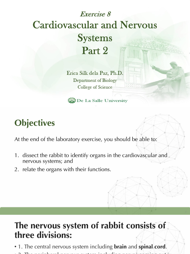 Rabbit Nervous System Overview | PDF | Cerebrum | Brain