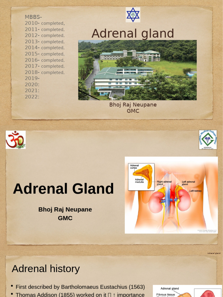 Adrenal Gland Overview and Disorders | PDF | Adrenal Gland ...