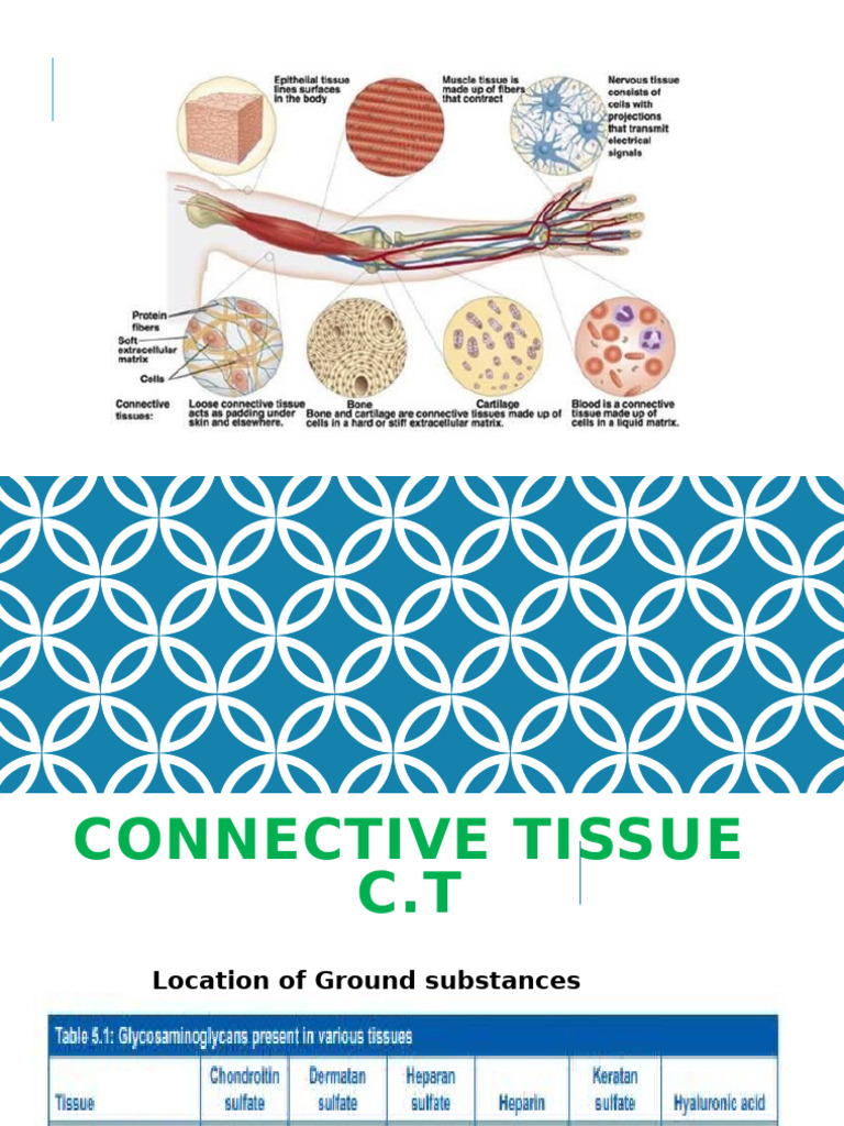 5 Connective Tissue Pdf Connective Tissue Anatomy
