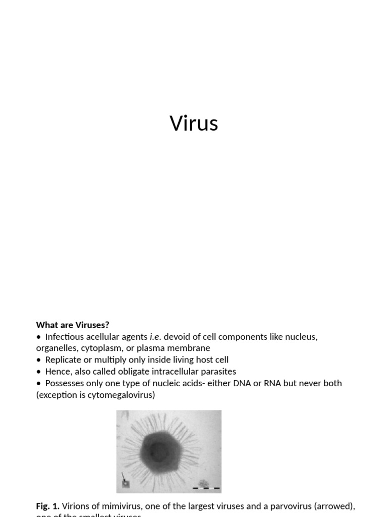 Understanding Virus Structure and Classification | PDF | Virus | Sense ...
