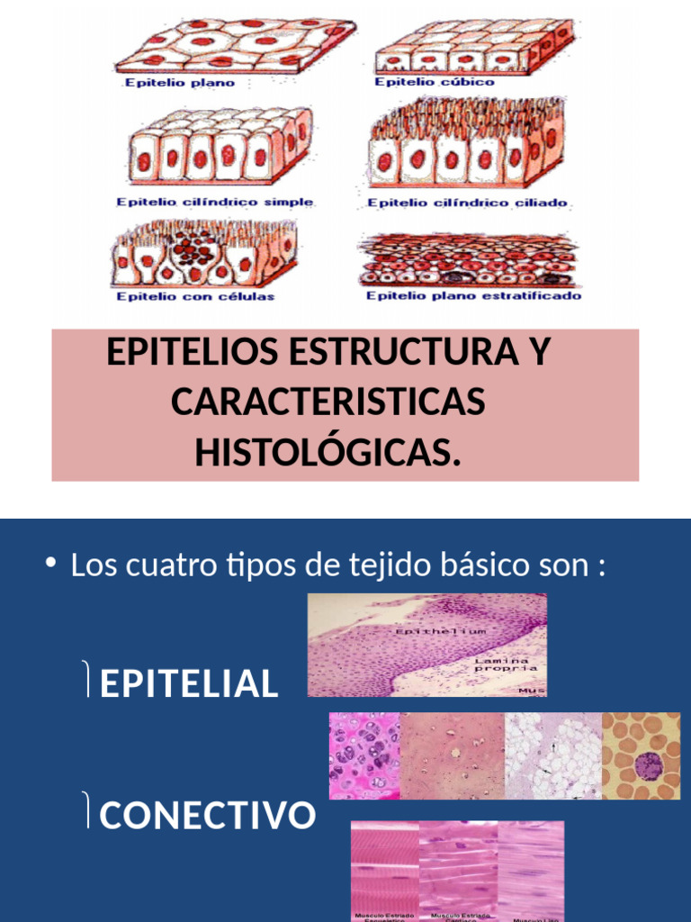 Tipos y características del epitelio | PDF | Epitelio | Anatomía