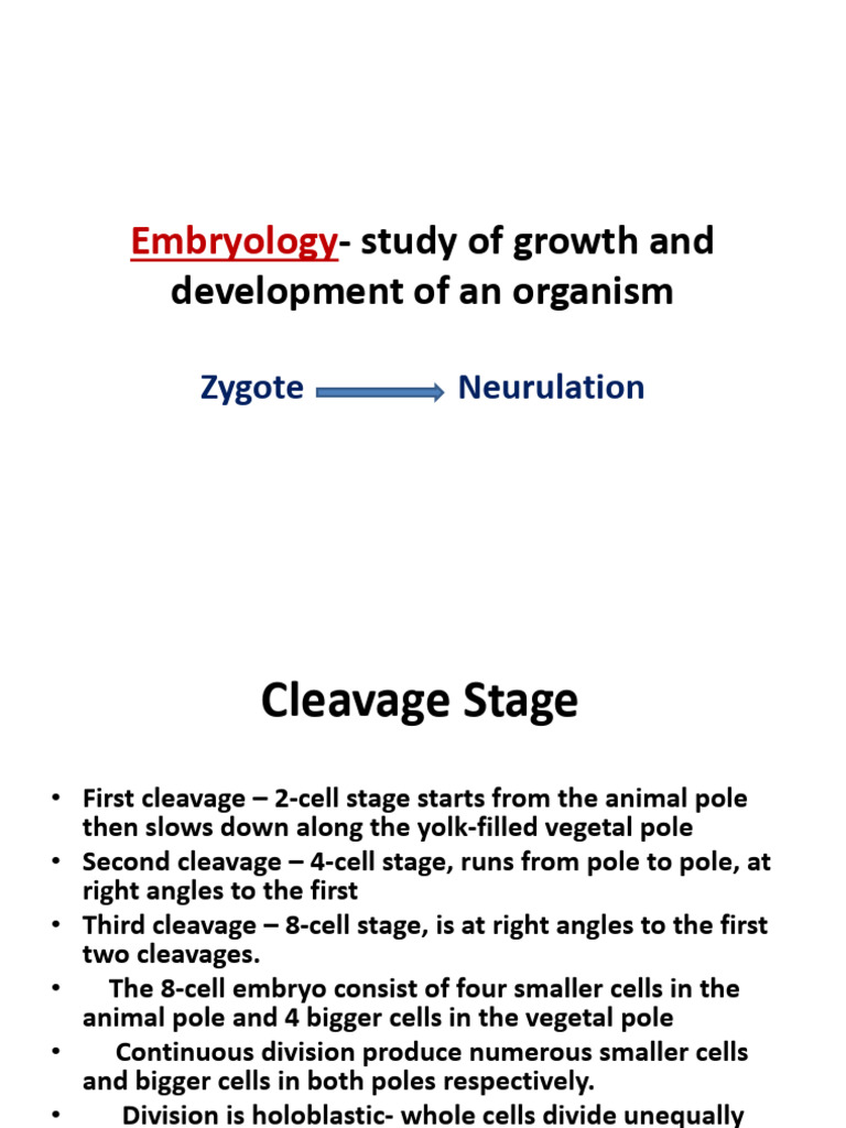 Embryology: Stages of Development | PDF