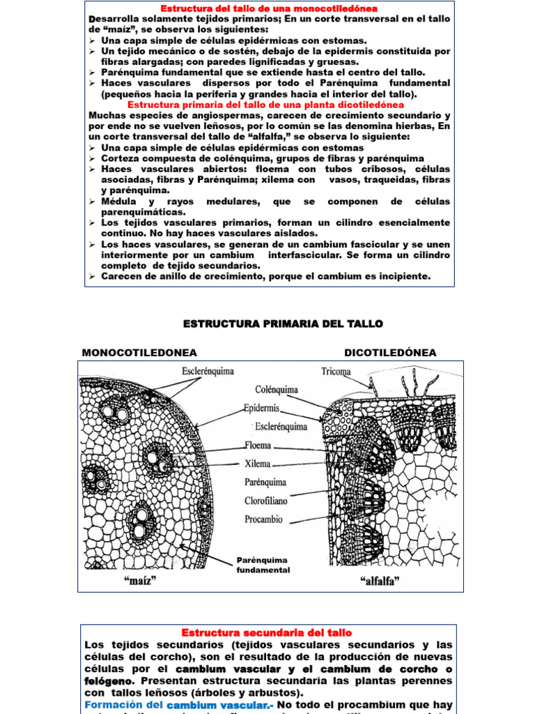 Estructura del tallo en plantas | PDF | Tallo de la planta | Morfología ...