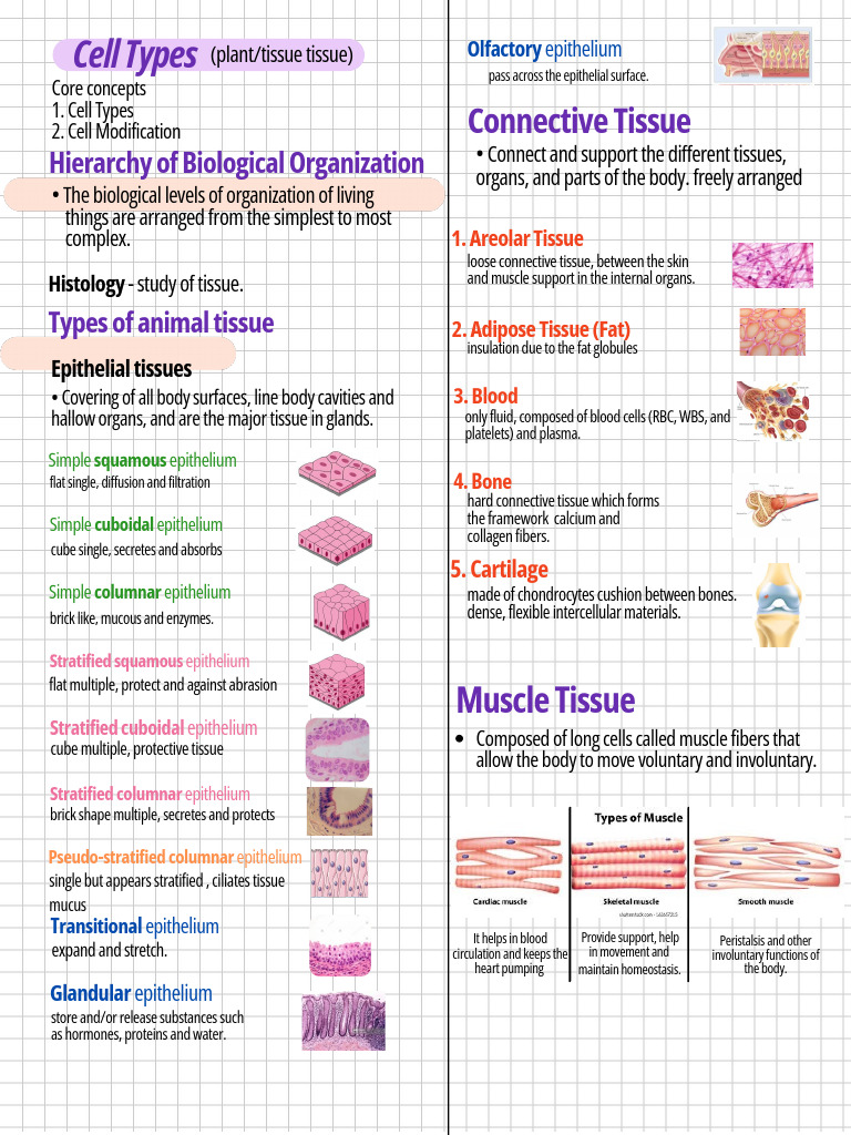 Overview of Epithelial and Connective Tissues | PDF | Epithelium ...
