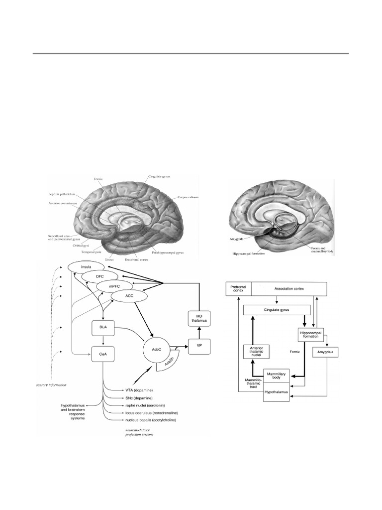 Neurobiology of Emotion - Motivation - 2 | PDF | Limbic System | Amygdala