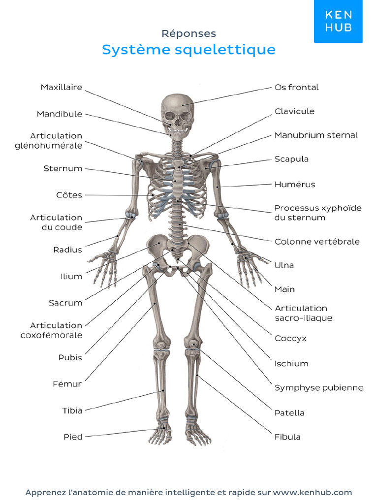 Worksheet Skeletal System Answers French | PDF