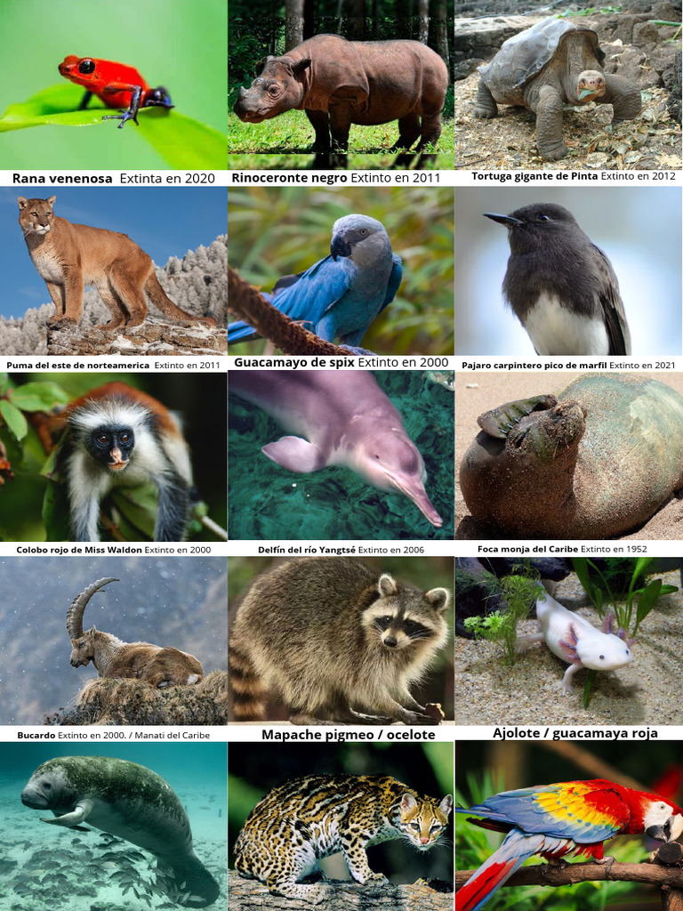 Animales Extintos en México y el Mundo | PDF