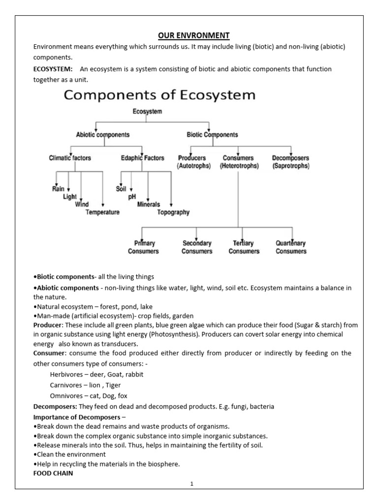 Our Environment | PDF | Food Web | Ecosystem
