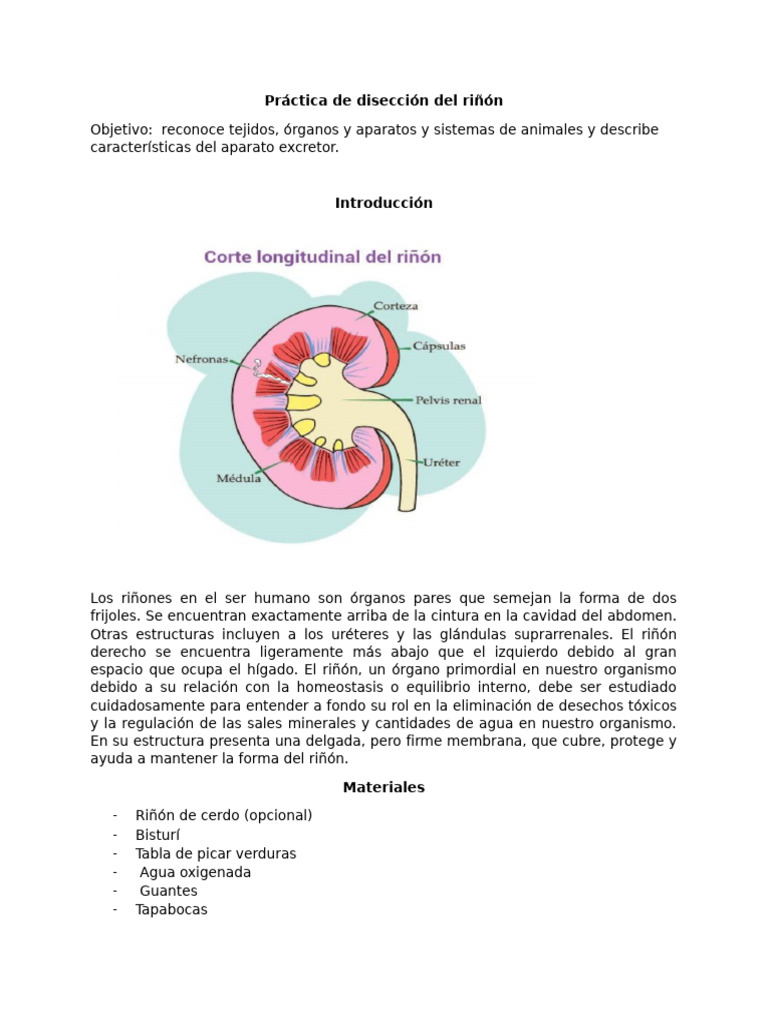 2638b3practica de Diseccion Del Rinon | PDF | Riñón | Órgano (anatomía)