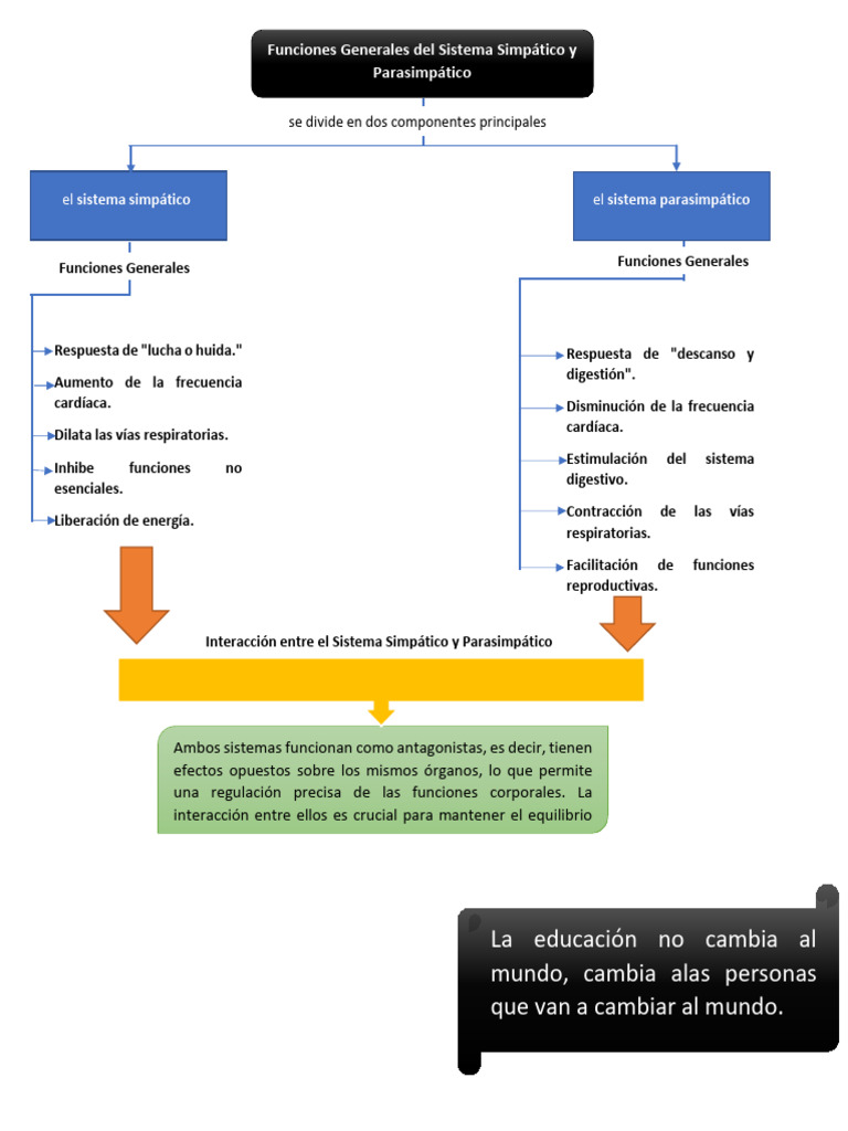 Funciones del Sistema Simpático y Parasimpático | PDF | Digestión ...