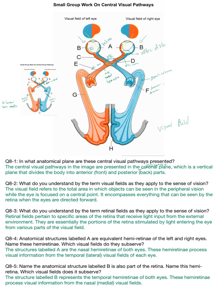 Untitled Notebook | PDF | Visual System | Retina