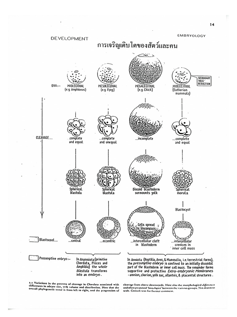 Human and Animal | PDF | Fertilisation | Anatomy