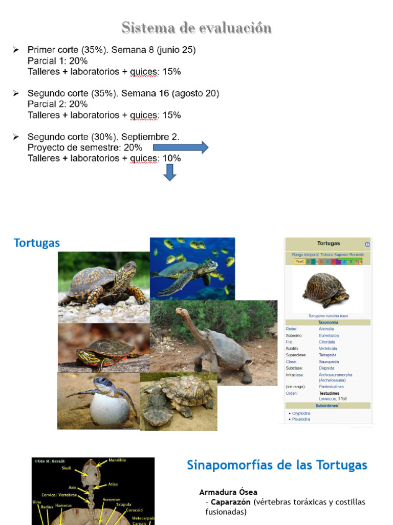 Diversidad y Evolución de Tortugas | PDF | Tortuga | Reptil