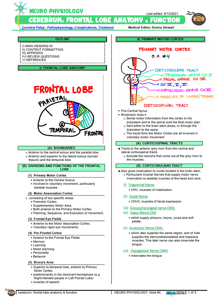 073 Neurology Physiology Cerebrum Frontal Lobe Anatomy & Function | PDF ...