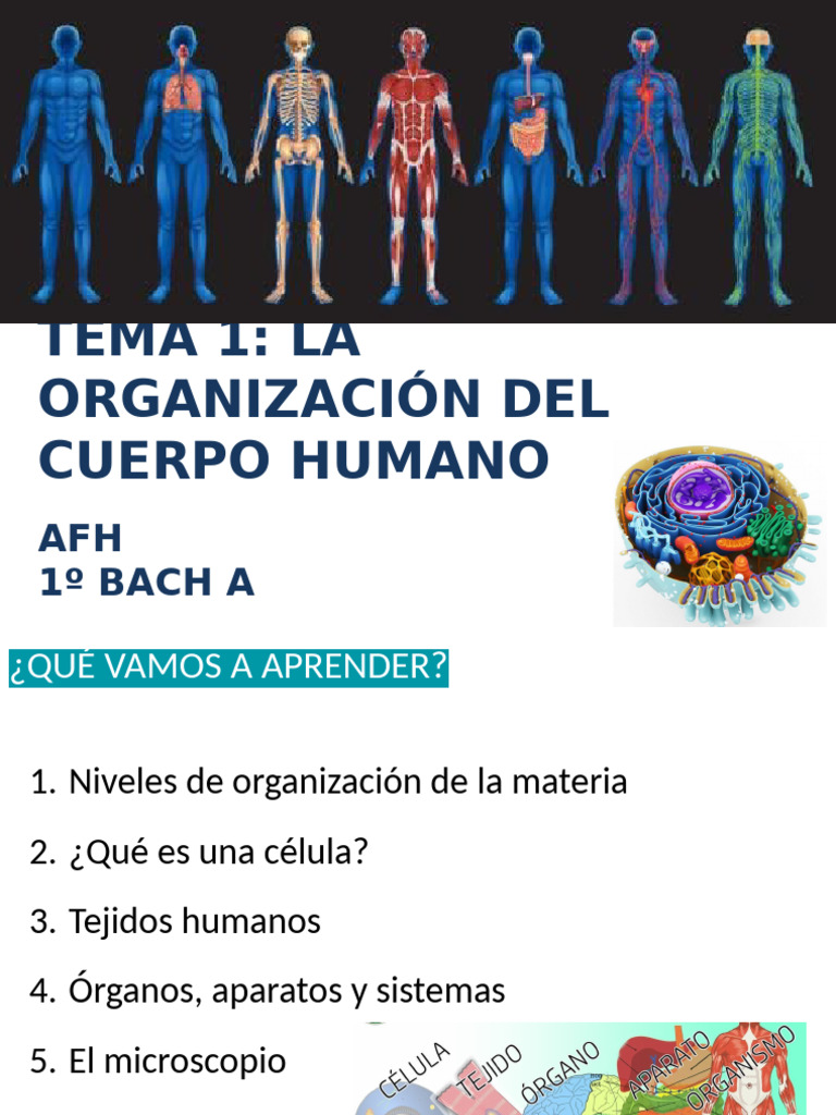 Organización y Funciones del Cuerpo Humano | PDF | Biología Celular ...
