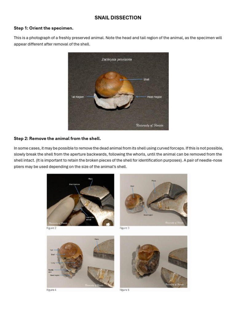 Snail Dissection Guide and Techniques | PDF