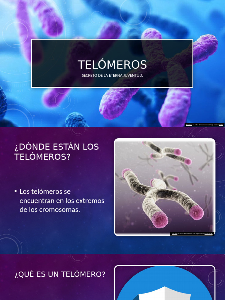 Telómeros: Clave de la Juventud | PDF
