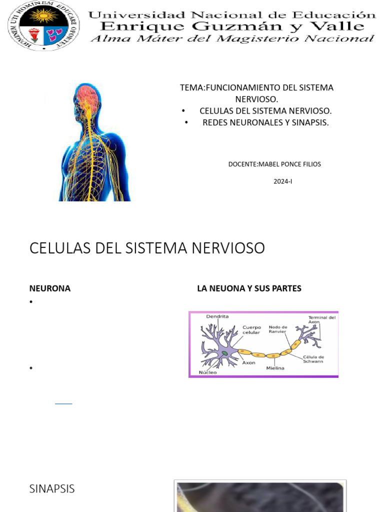 Partes del Sistema Nervioso Infantil | PDF | Neurona | Sistema nervioso