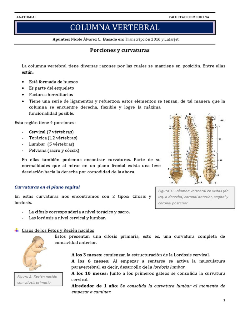 Anatomía y Curvaturas de la Columna Vertebral | PDF | Vértebra | La ...