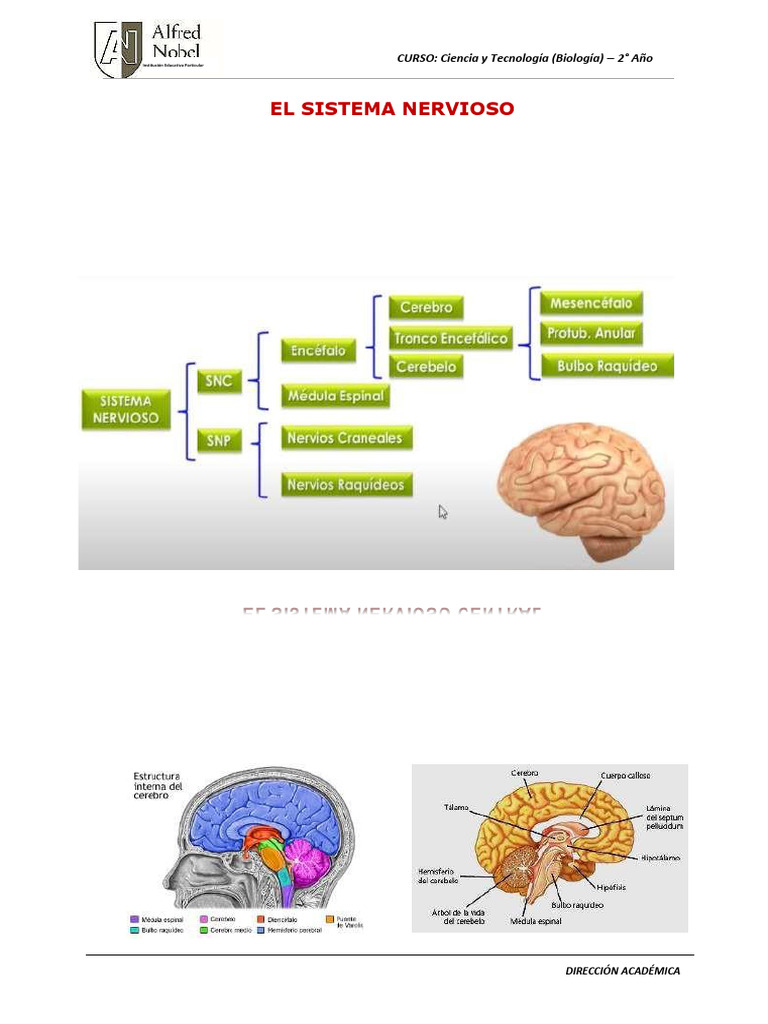 Bilo 3 | PDF | Cerebro | Sistema nervioso central