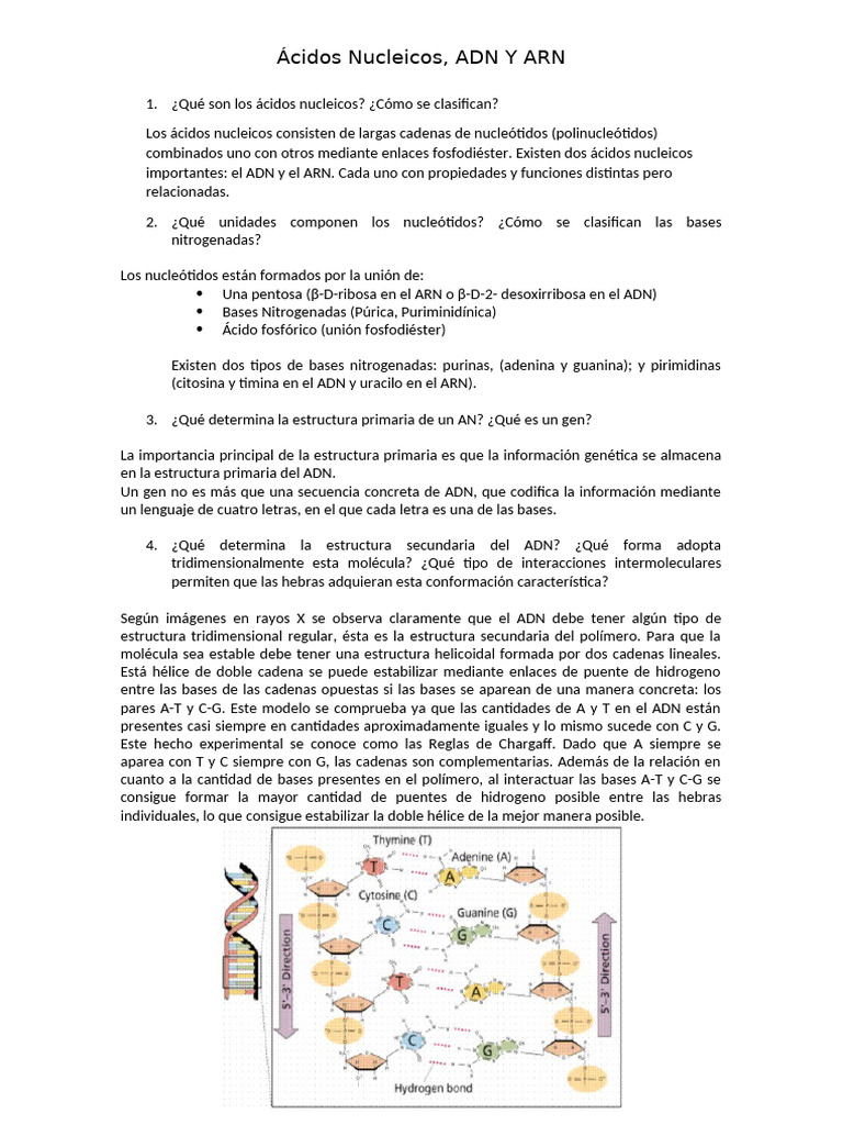 Estructura y Función de Ácidos Nucleicos | PDF | Adn | Ácidos nucleicos
