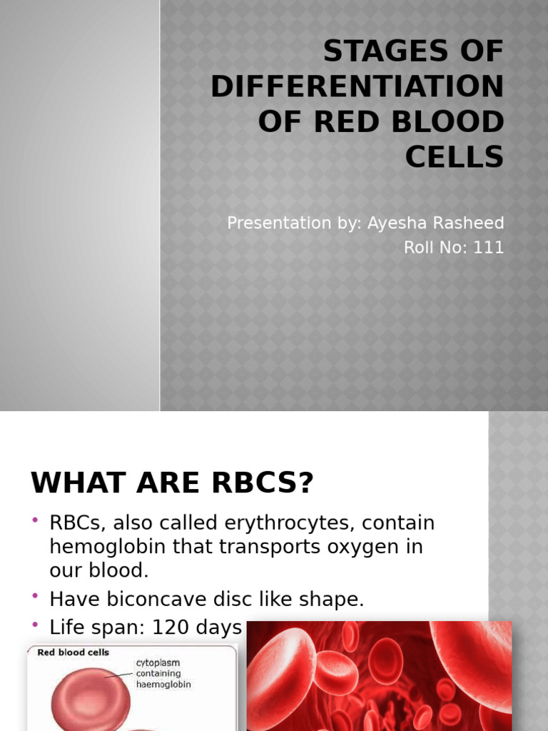 Differentiation Stages of Red Blood Cells | PDF