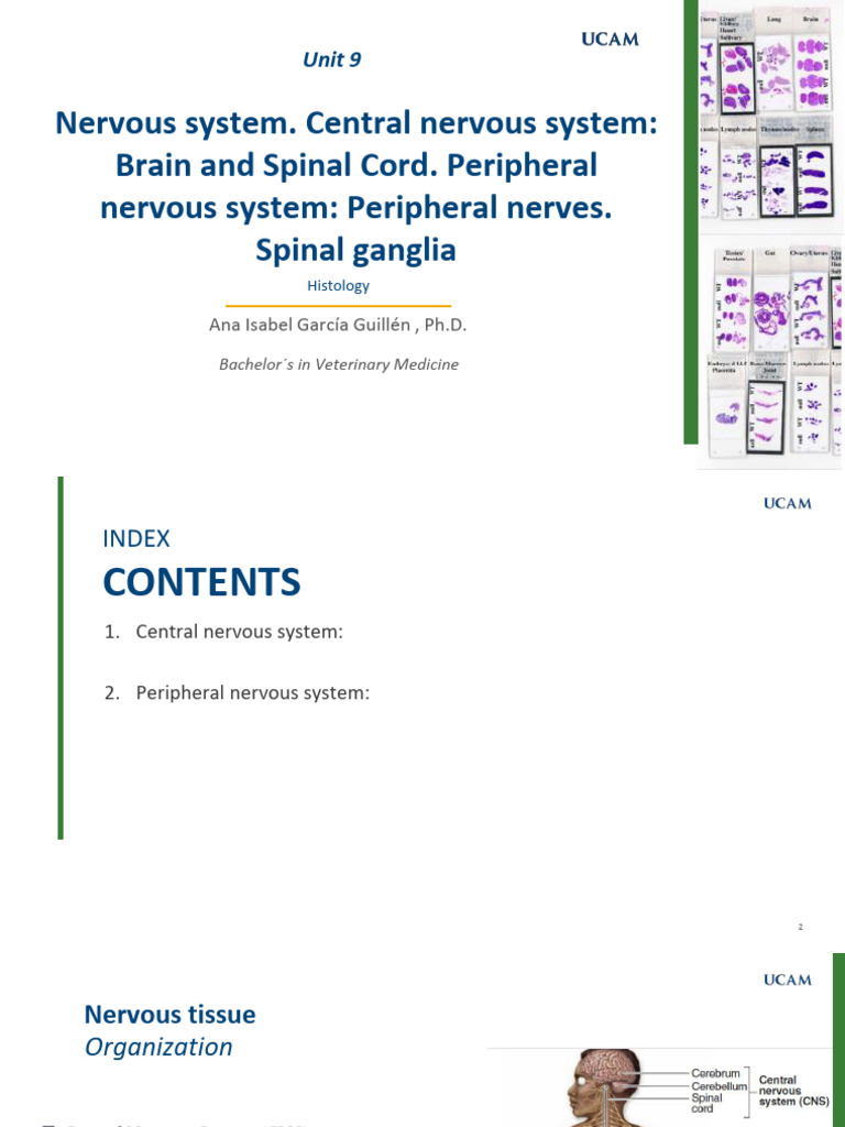 Unit 9. Nervous System. Central Nervous System. Brain and Spinal Cord ...