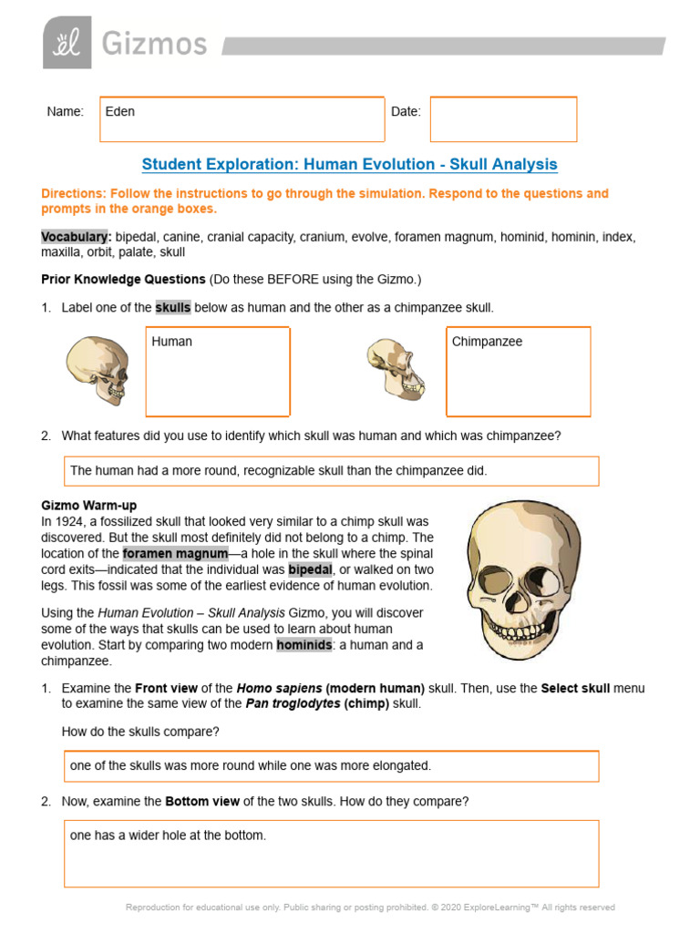 Human Evolution Gizmos Questions | PDF | Homo | Human Evolution