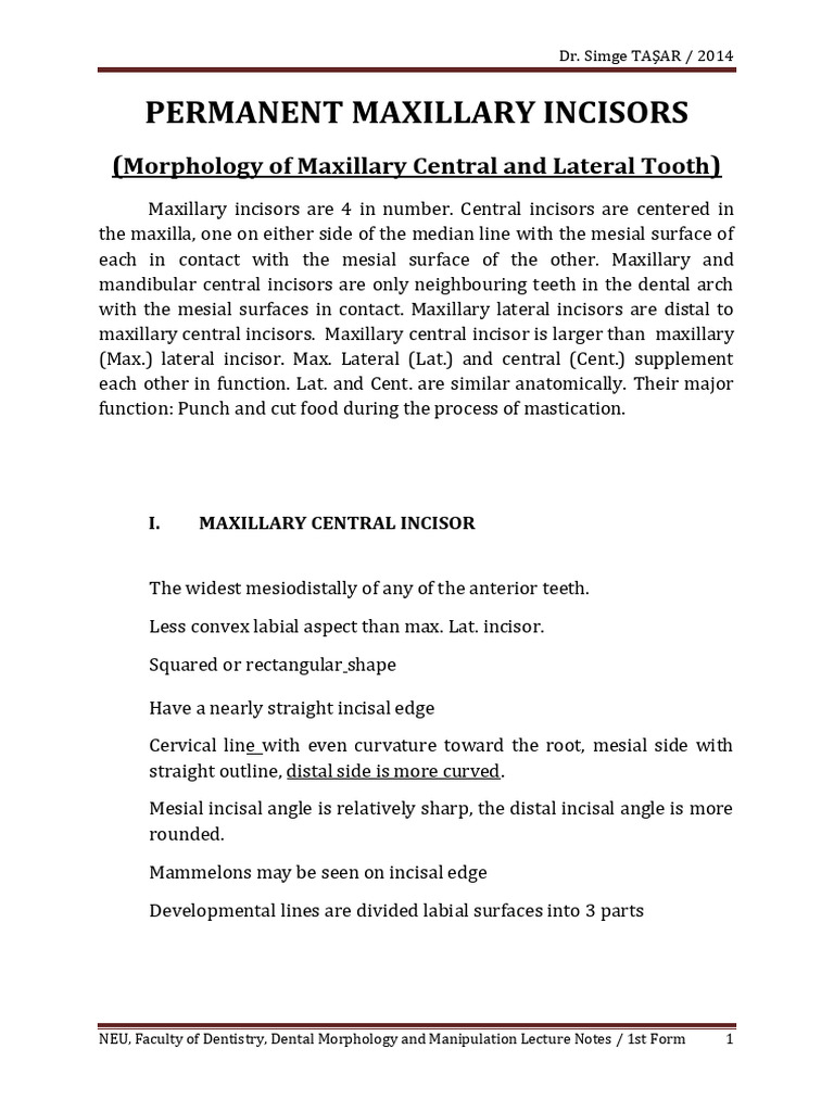 Permanent Maxillary Incisors | PDF | Dental Anatomy | Dentistry Branches
