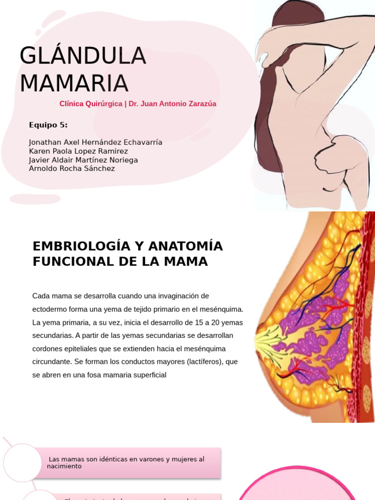 MAMA | PDF | Pecho | Cáncer de mama