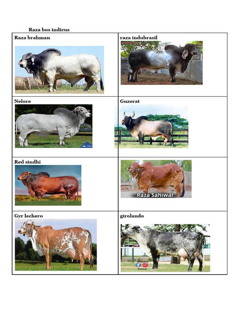 Raza de Bovinos | PDF