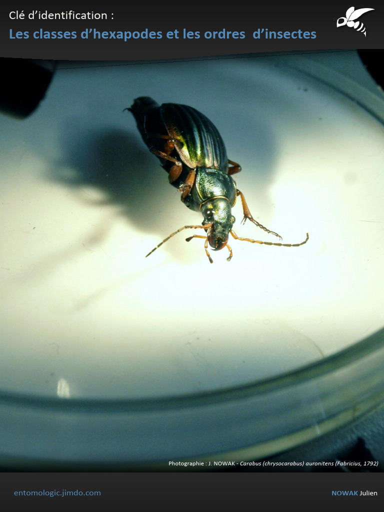 Identification des hexapodes insectes | PDF | Insectes | Coléoptères