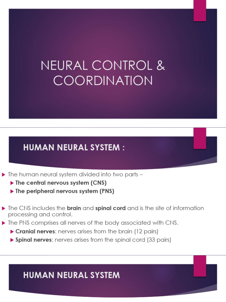 Neural Control Coordination | PDF | Chemical Synapse | Nervous System
