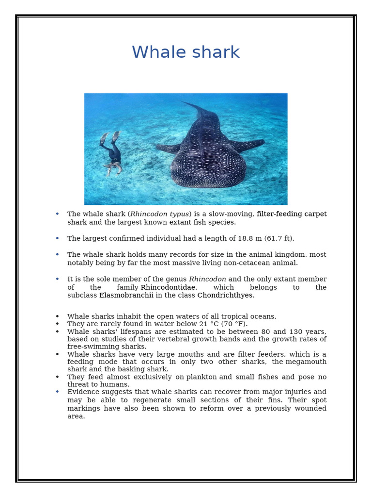 Whale Shark | PDF